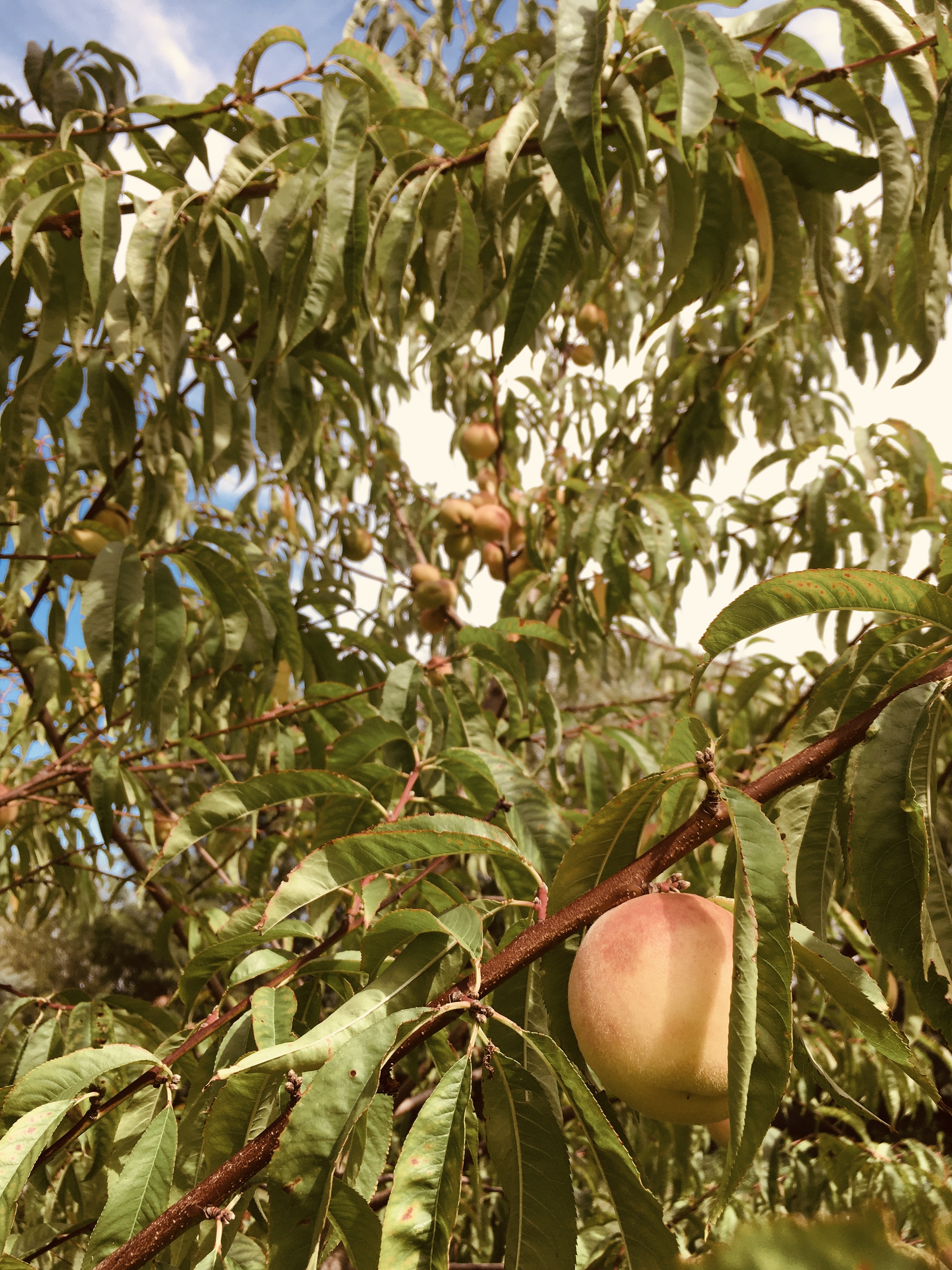 Hochzeitslocation, besonders heiraten, Grillabend, Festscheune