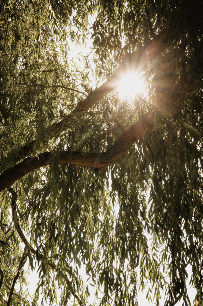 Hochzeitsscheune, Hochzeit Berlin, Hochzeit Brandenburg, Freie Trauung, Hochzeitslocation, Gartenhochzeit, Hochzeit im Grünen, Luxus Hochzeit, Winterhochzeit